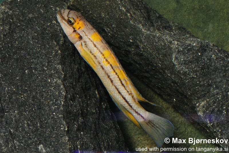 Chalinochromis sp. 'bifrenatus south' Wampembe